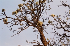 Radermachera xylocarpa